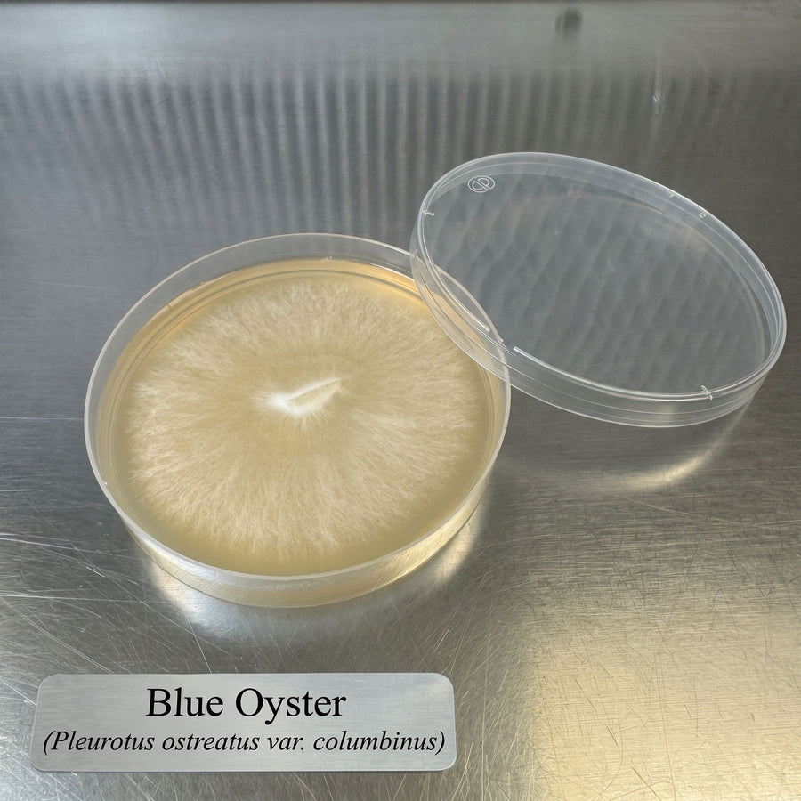 Colonized Agar Plate