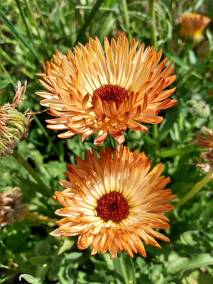 Snake River Seeds - Flowers