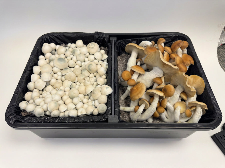 Monotub Divider Kit – Grow 2 Strains in One Tub (Fits 44Q & 66Q)