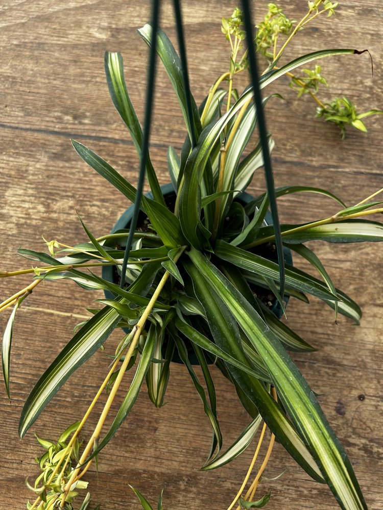 Chlorophytum Spider Plant 'Hawaiian'