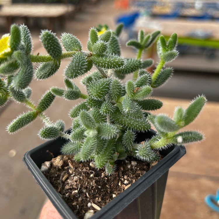 Delosperma echinatum 'Gherkin'