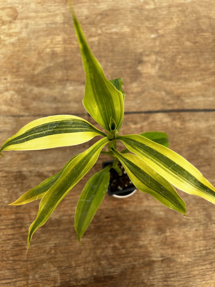 Lucky Bamboo Dracaena sanderiana 'Gold'