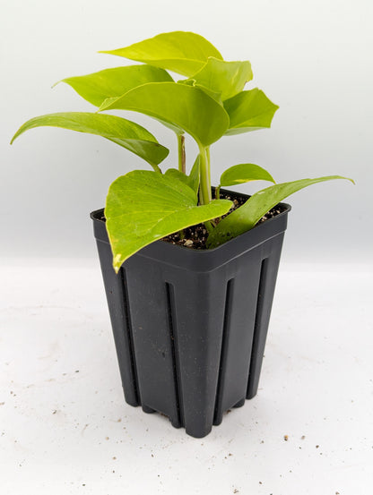 Double Plant Clone Cup