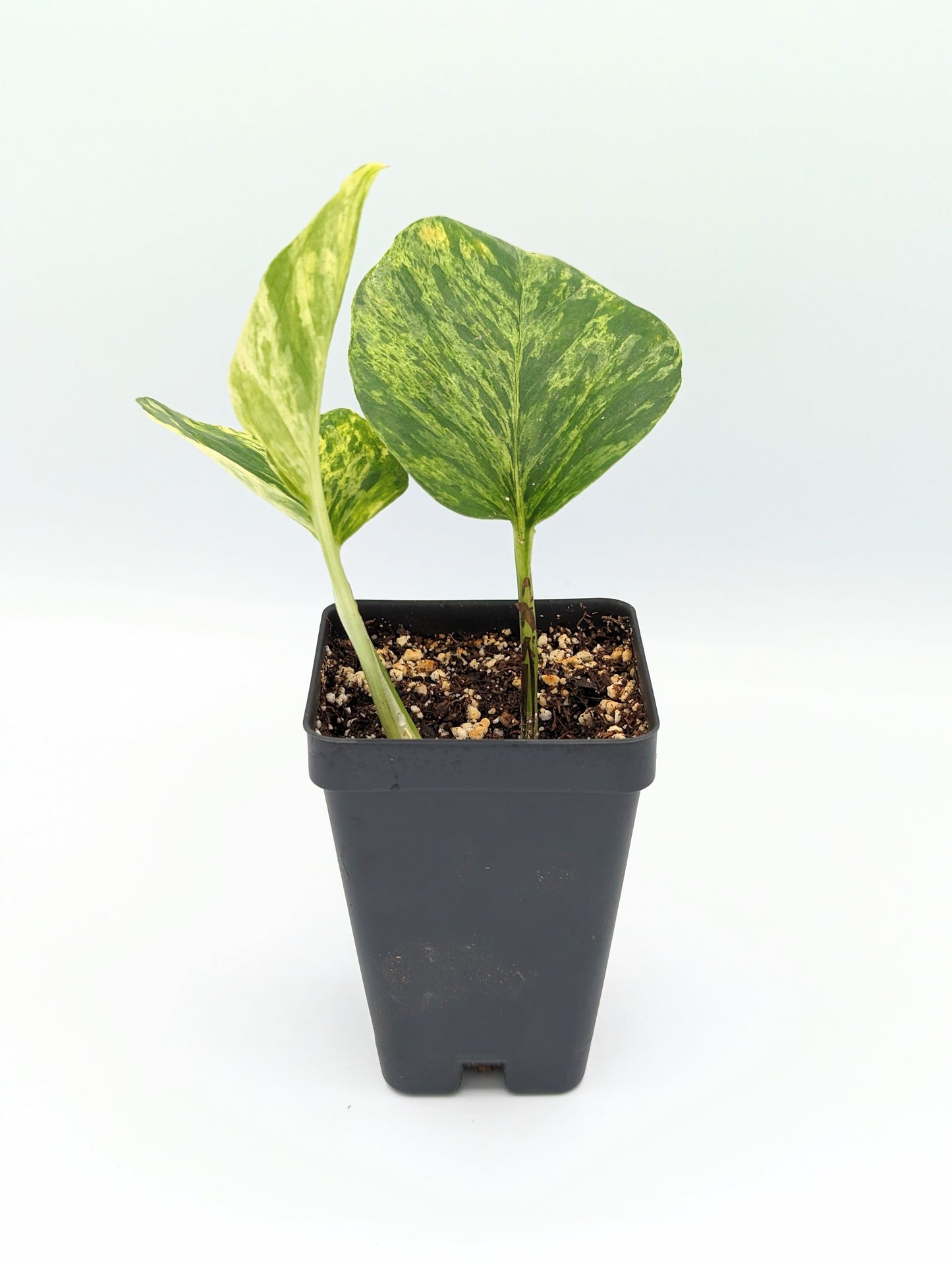 Single Plant Clone Cup