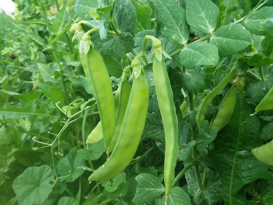 Snake River Seeds - Fruits and Legumes