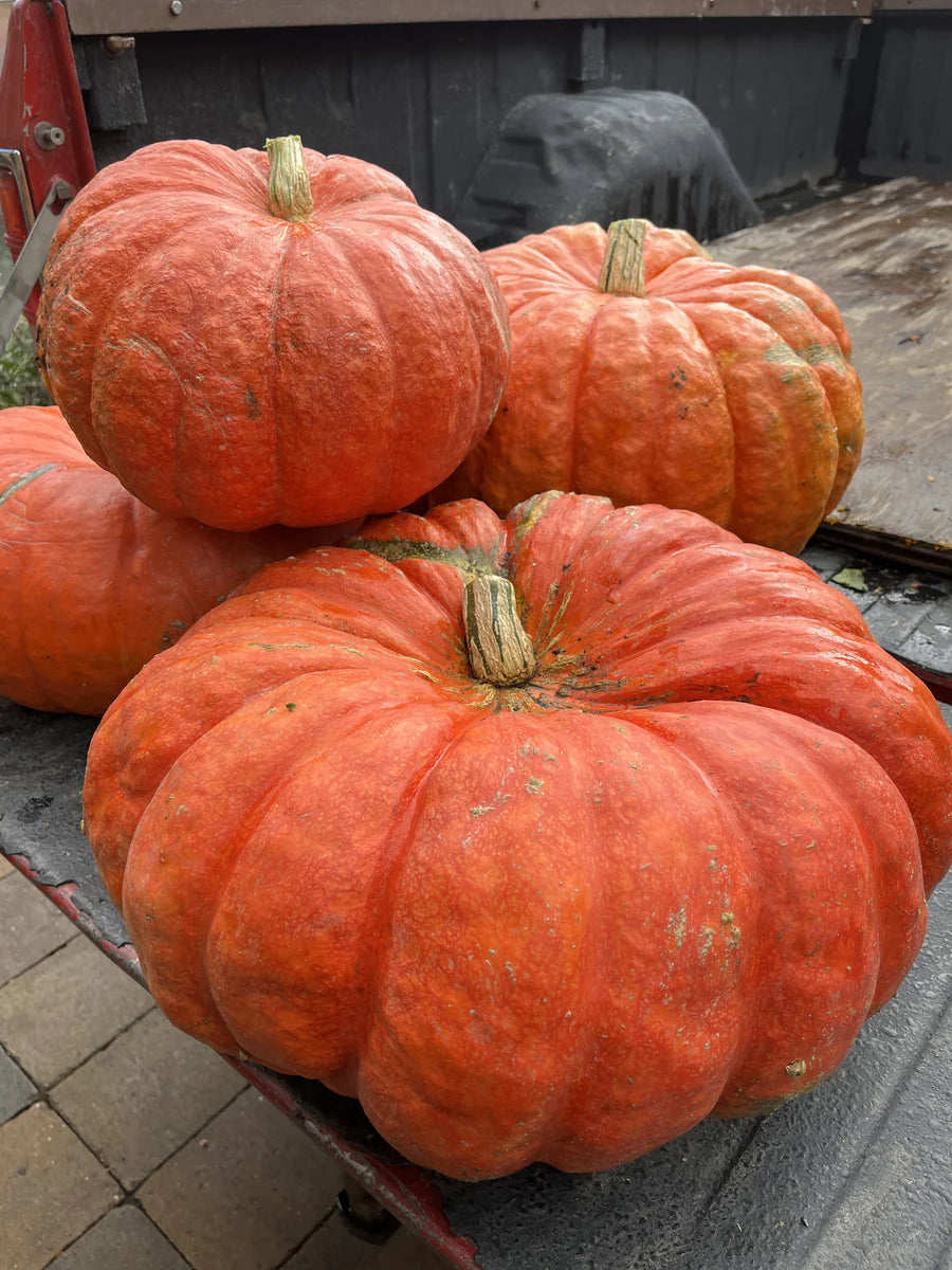 Snake River Seeds - Flowers