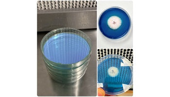 Rapid Rhizo Pre-Poured Sterilized Agar Plates (5-Pack)