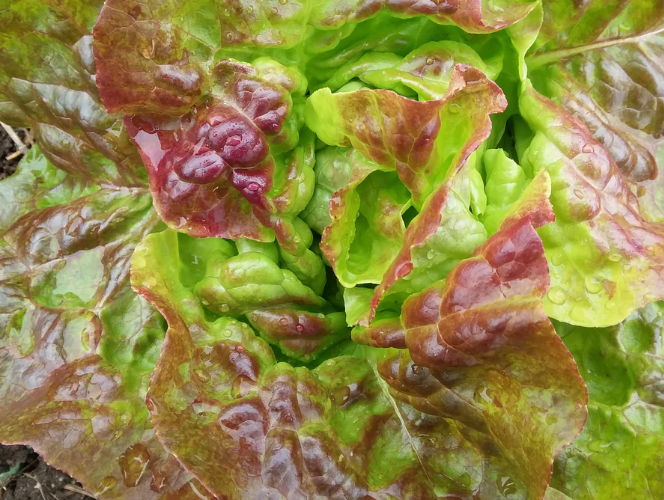 Snake River Seeds - Lettuce and Herbs