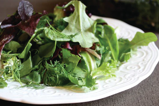 Snake River Seeds - Lettuce and Herbs