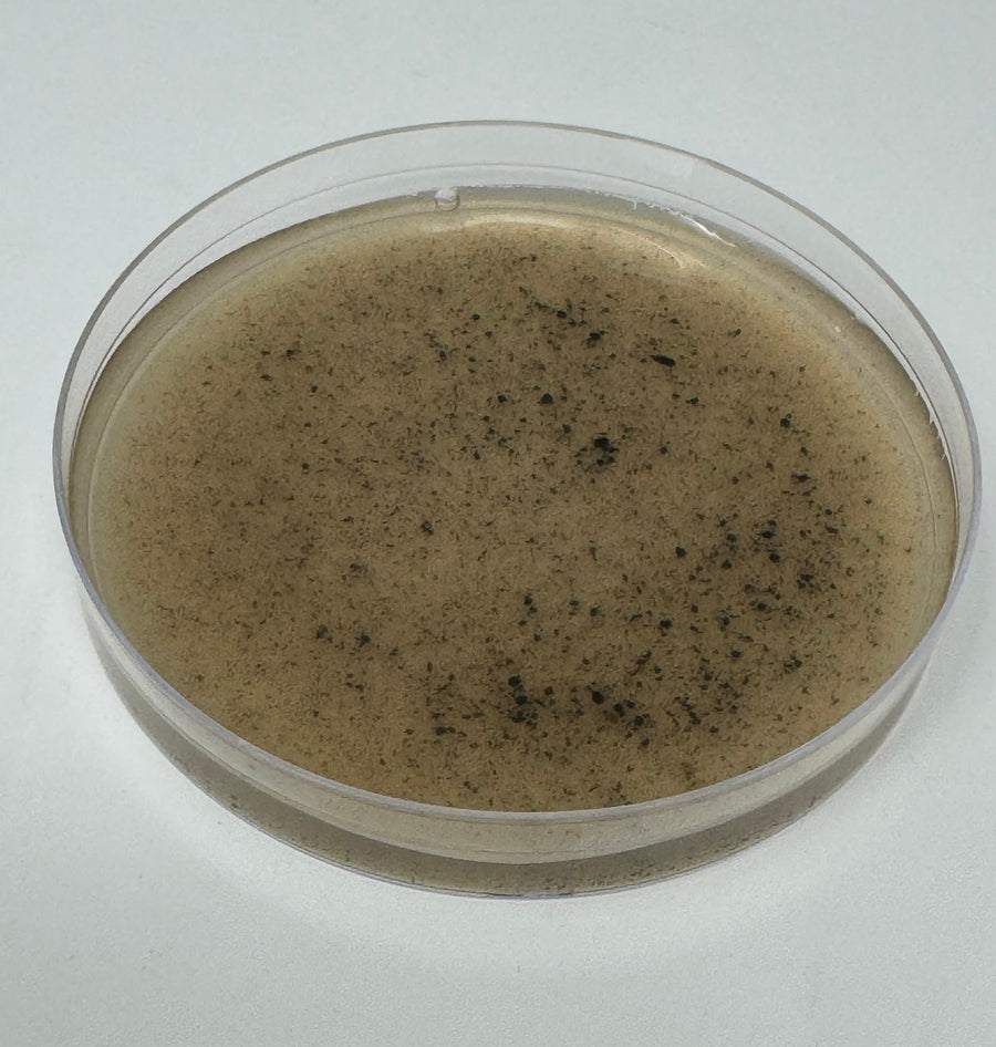 Pre-Poured Willy’s Blend Manure Enriched Agar Plates