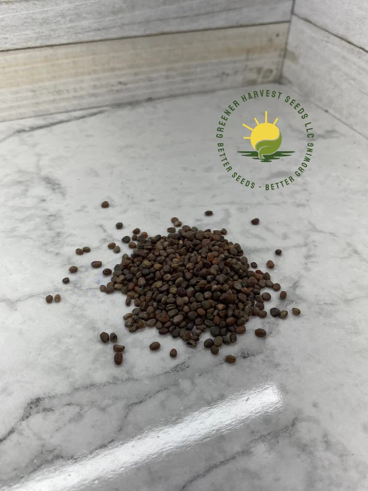 Rambo Radish Seeds