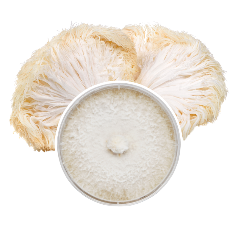 Redwood Mushroom Supply Plate Culture