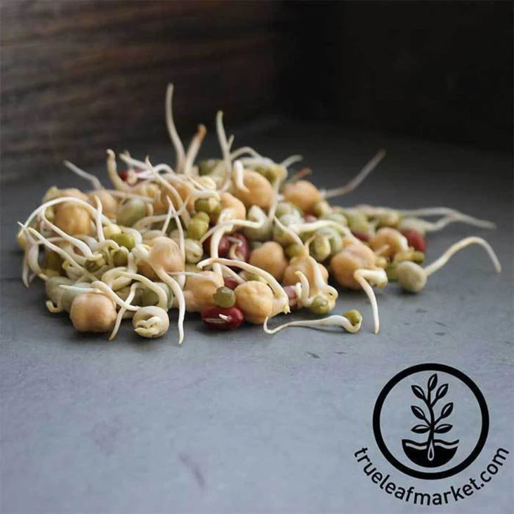 Handy Pantry Sprouting Seeds - Protein Powerhouse