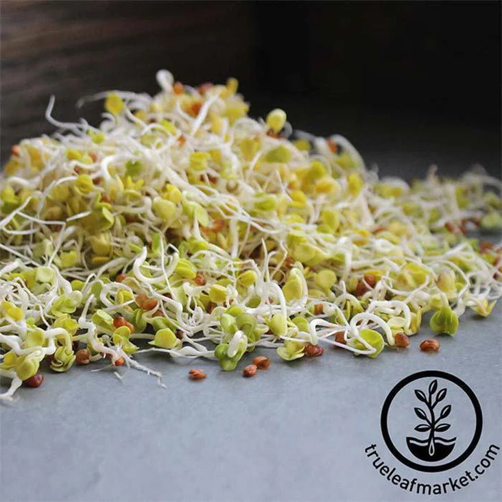 Handy Pantry Sprouting Seeds - Daikon Radish (Organic)