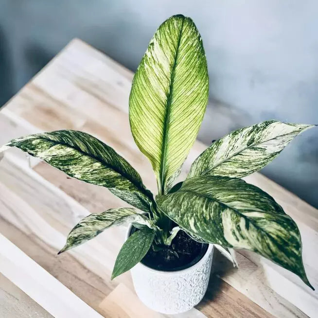 Houseplants