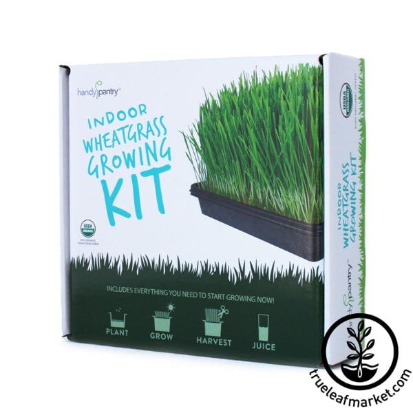 Starter Organic Wheatgrass Growing Kit – Moonlight Garden Supply