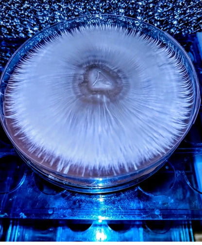 MoonDaddy Myco Agar Plates