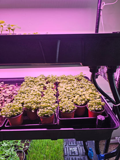 MicroFARM 3-Level Grow Tower