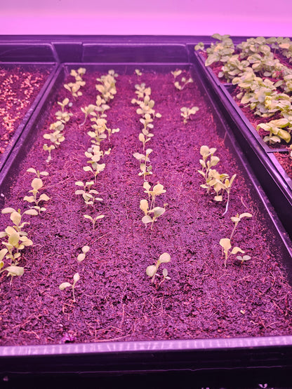 MicroFARM 3-Level Grow Tower