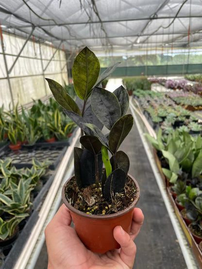 Houseplants