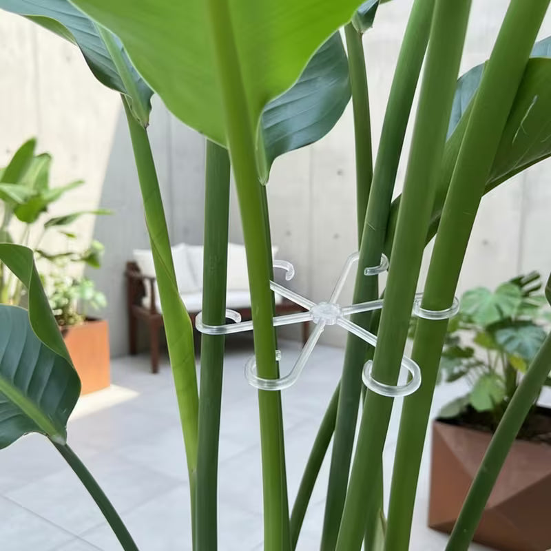 Transparent Plant Support Frames
