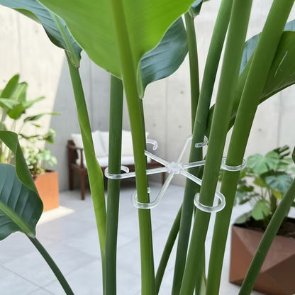 Transparent Plant Support Frames