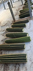 RMF Cactus Arboricola x VRG cuttings