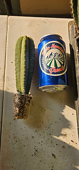 Rocky Mountain Cacti