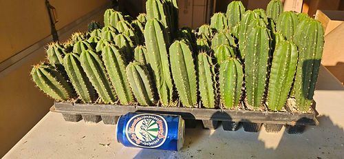 Rocky Mountain Cacti