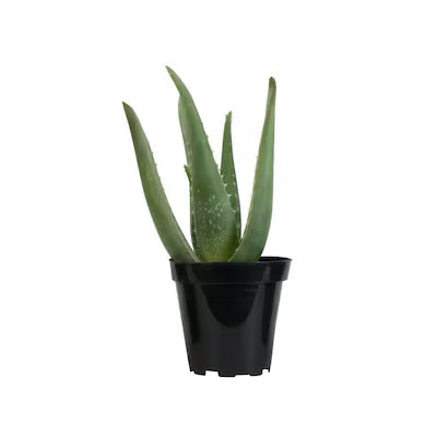 Houseplants