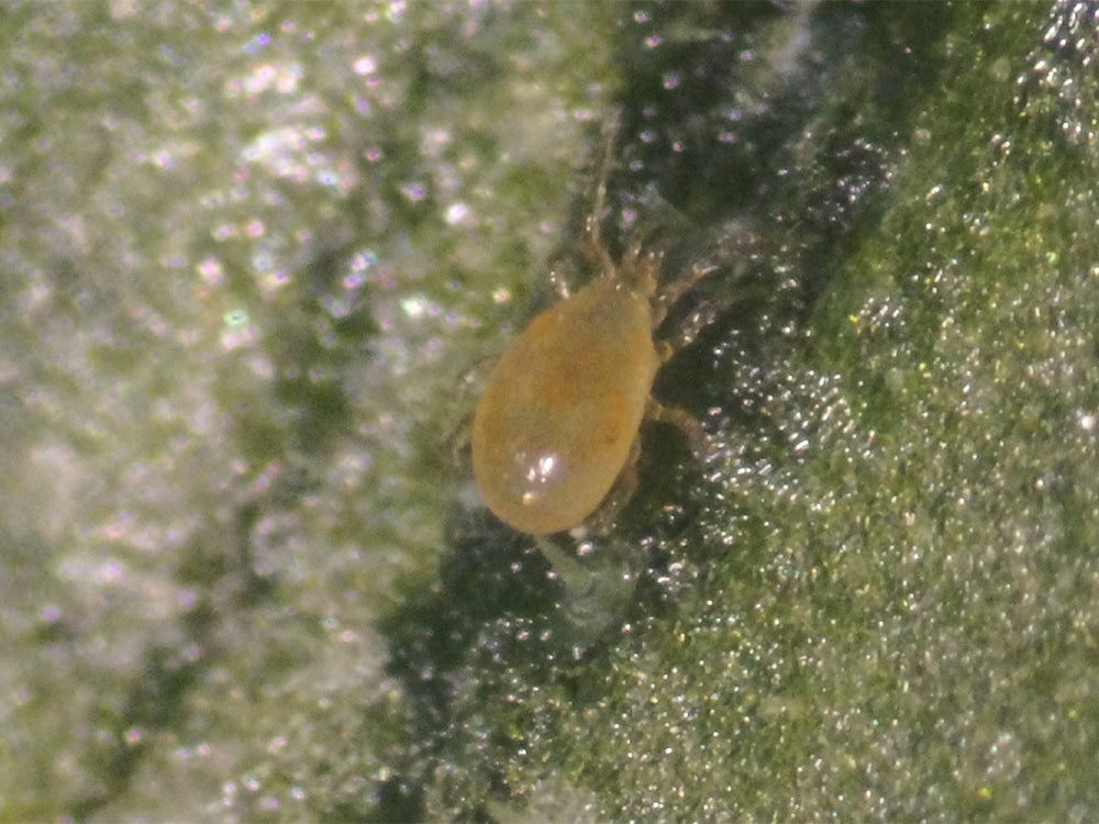 Amblyseius Andersoni Satchets of 250 mites