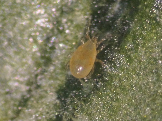 Amblyseius Andersoni Satchets of 250 mites