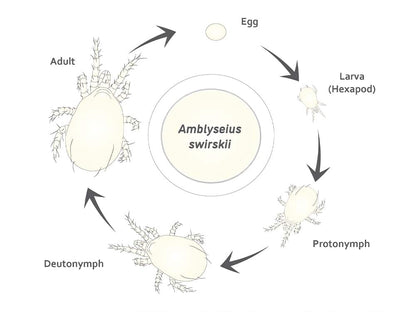 Amblyseius Swirskii