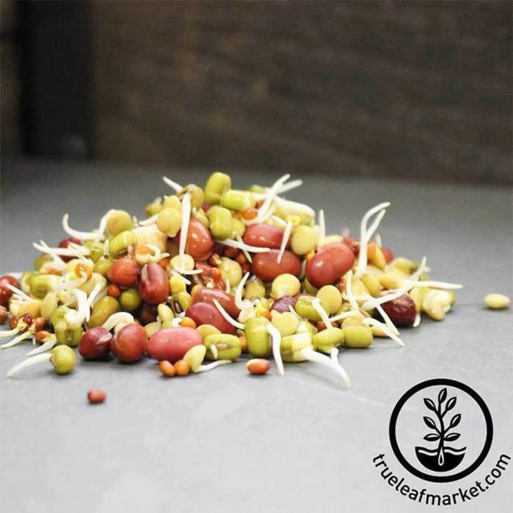 Handy Pantry Sprouting Seeds - Bean Salad