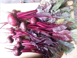 Snake River Seeds - Root Vegetables