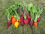 Snake River Seeds - Root Vegetables