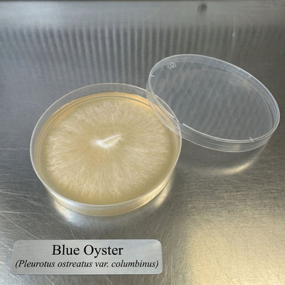 Colonized Agar Plate
