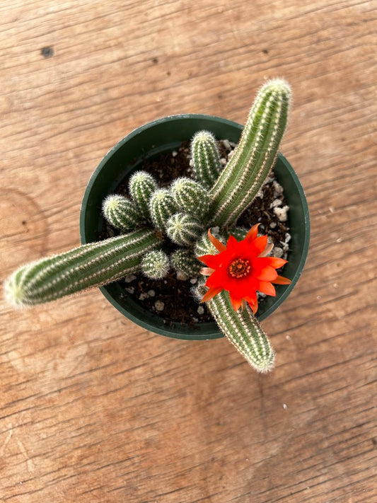 Echinopsis chamaecereus 'Peanut cactus'