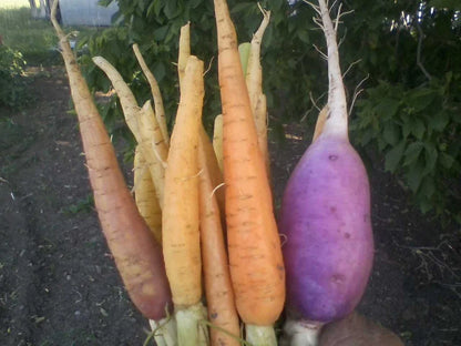 Snake River Seeds - Root Vegetables