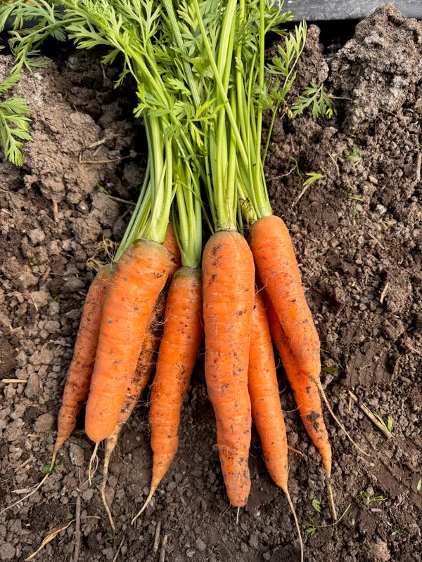 Snake River Seeds - Root Vegetables