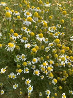 Snake River Seeds - Flowers