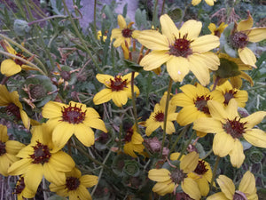 Snake River Seeds - Flowers
