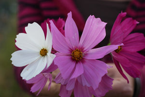 Snake River Seeds - Flowers