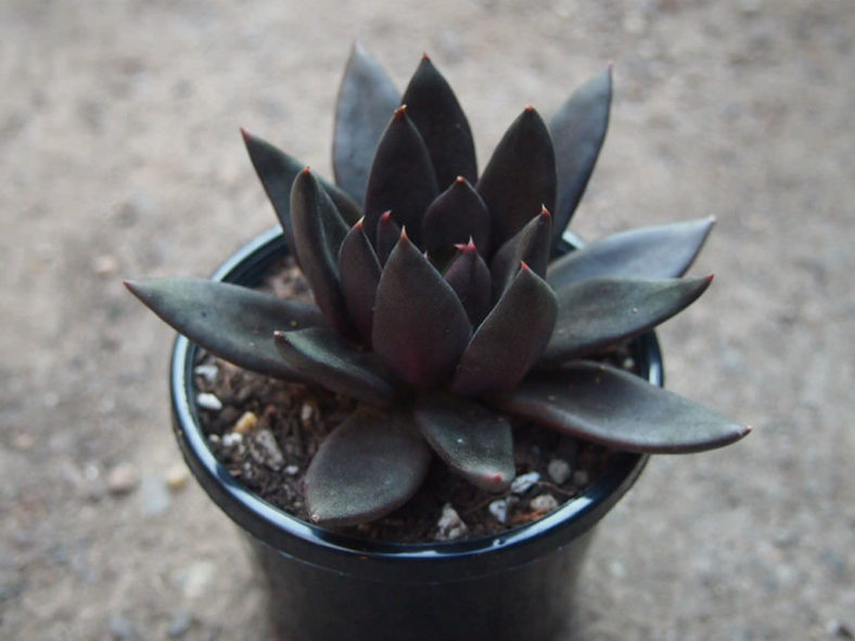 Houseplants