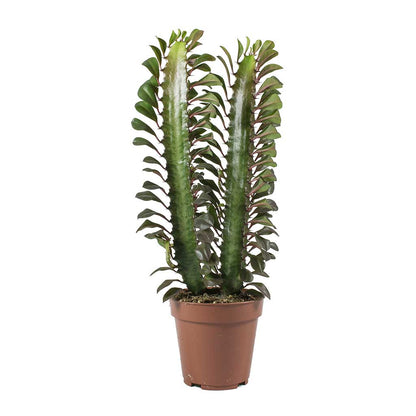 Houseplants