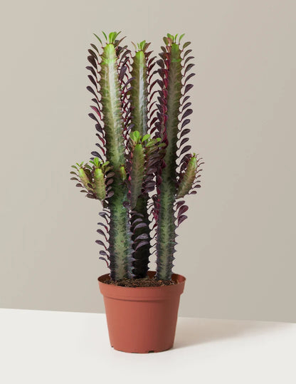 Houseplants