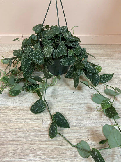 Houseplants