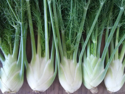 Snake River Seeds - Lettuce, Leaves, & Herbs