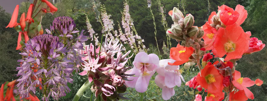 Snake River Seeds - Flowers