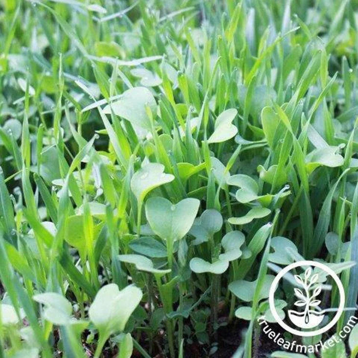 Garden Cover Crop Seed Mix - All-Purpose, Pre-Inoculated